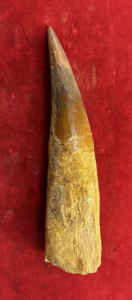 Authentic 5 1/2” Spinosaurus Tooth Fossil