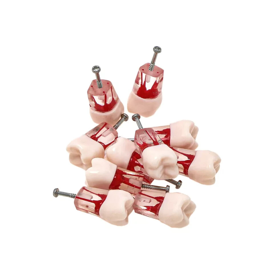 10Pcs Dental Root Canal Practice Teeth Model for Pulp Study RCT Endo File 16#