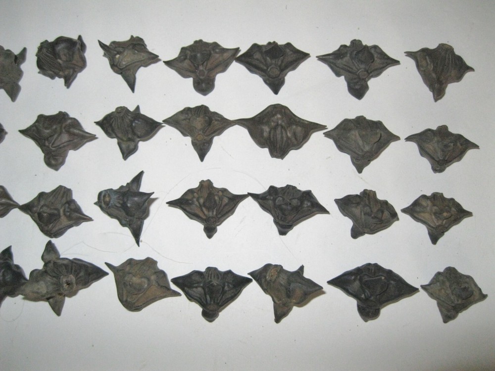 25 Devil Pods Bat Nuts Caltrops Dried Water Chestnuts