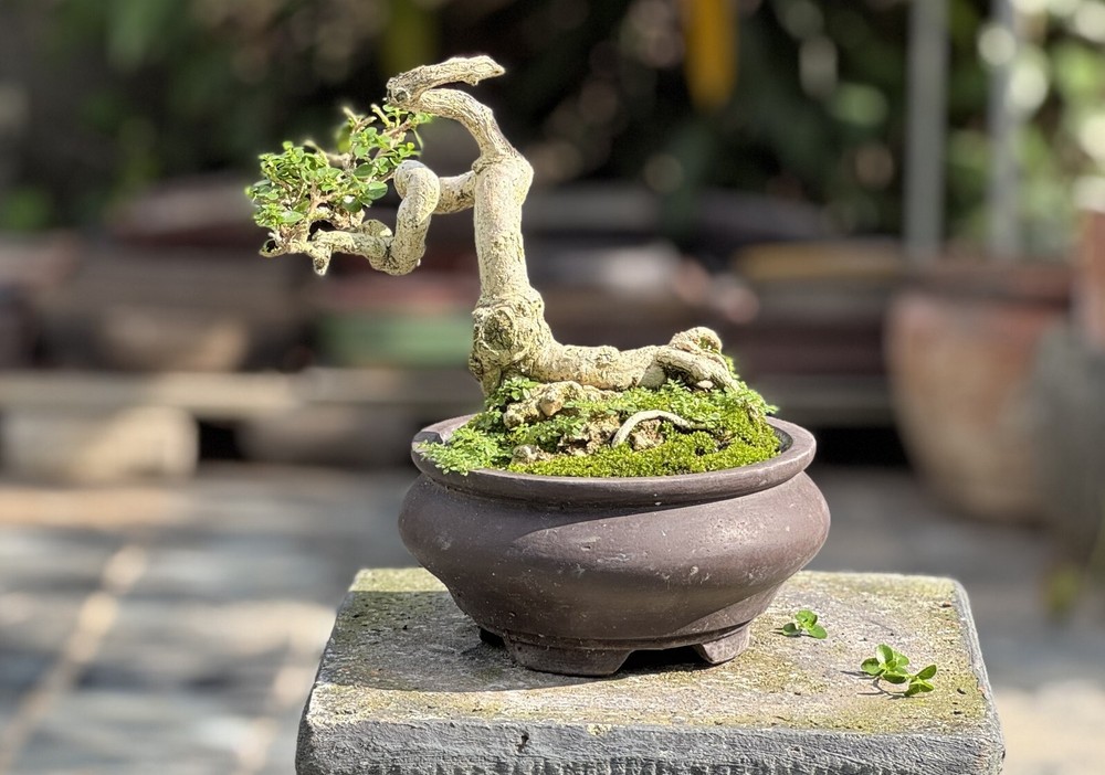 Premna Microphylla Actual Bonsai Tree | Real Picture