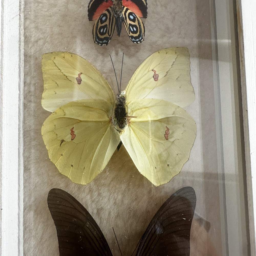 Real Framed Butterfly Specimen Display Shadow Box Swallowtail Entomology Art