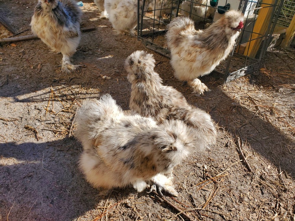 5 VERY RARE SPLASH SILKIE- Bantam HATCHING CHICKEN EGGS