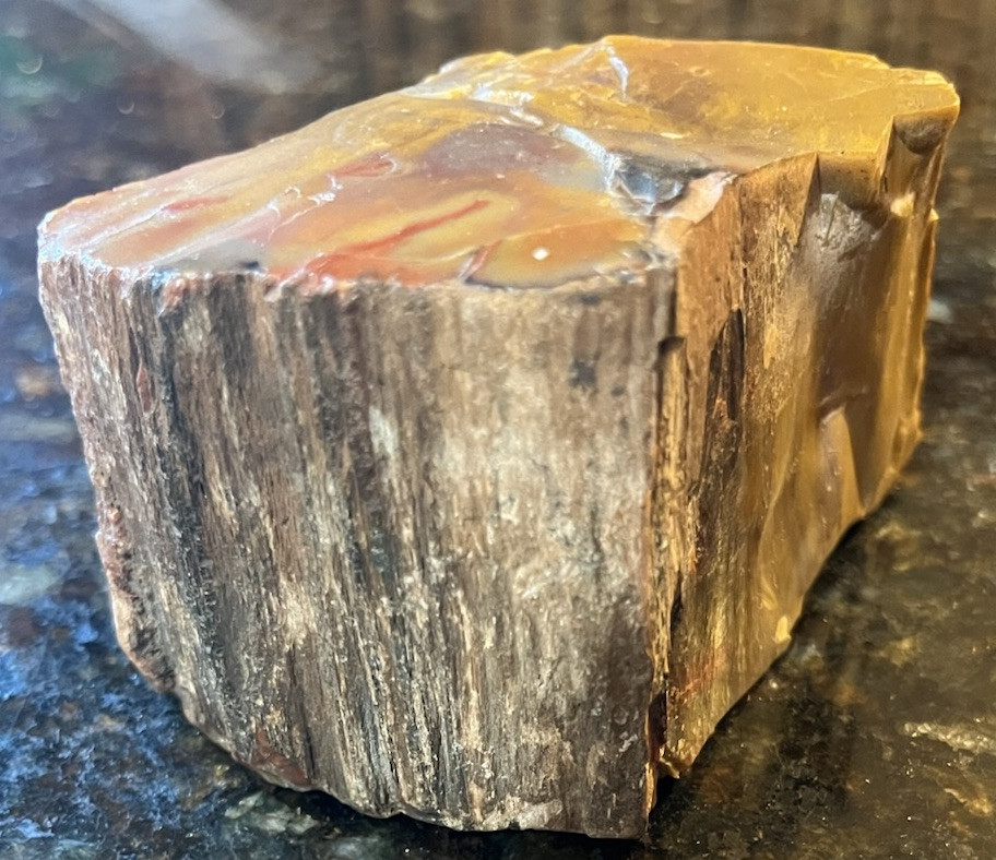 petrified wood rough