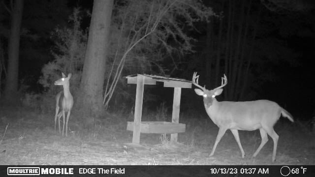 deer mineral attractant