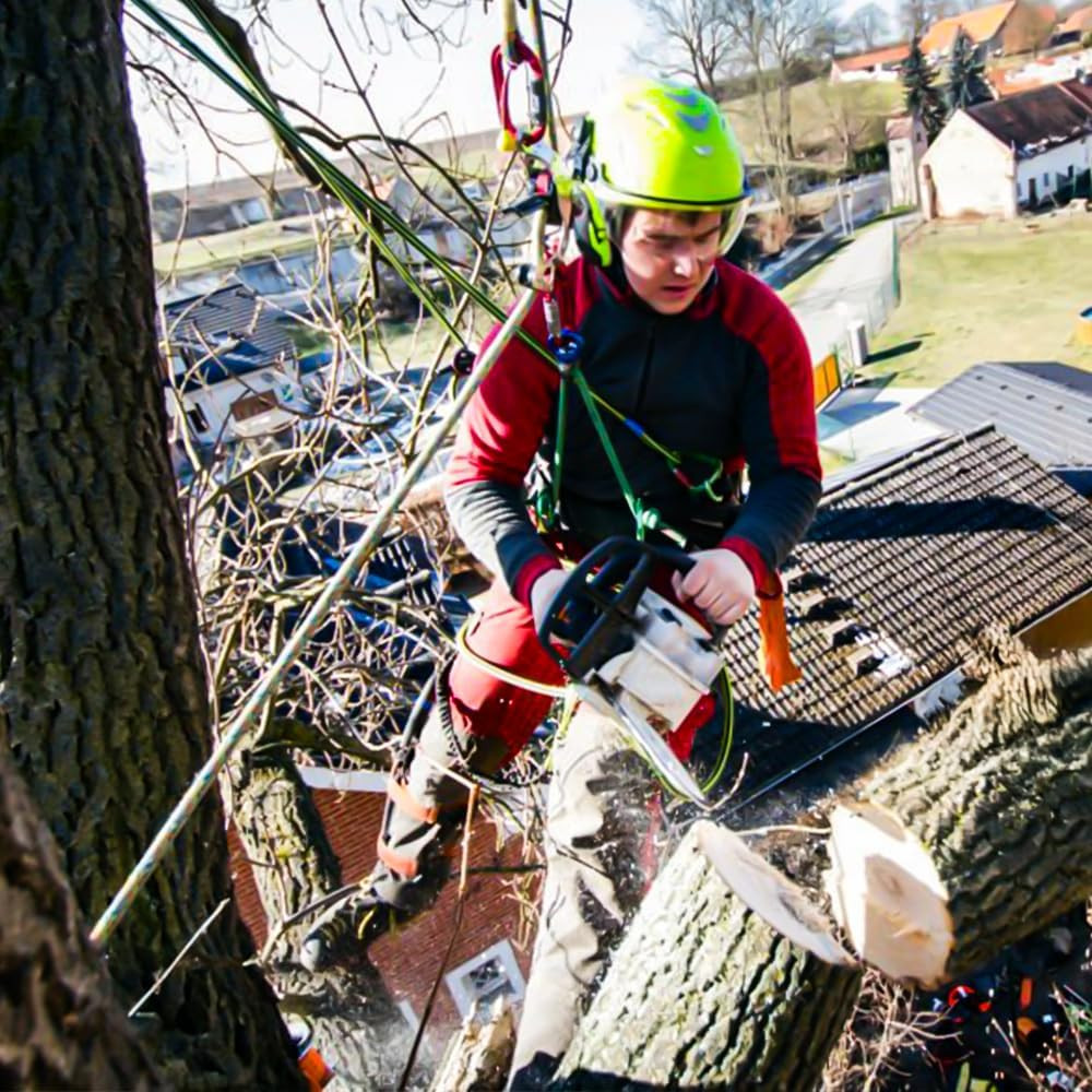 Tree Climbing Gear - Spikes for Hunting, Fruit Picking & Climbing Adventures