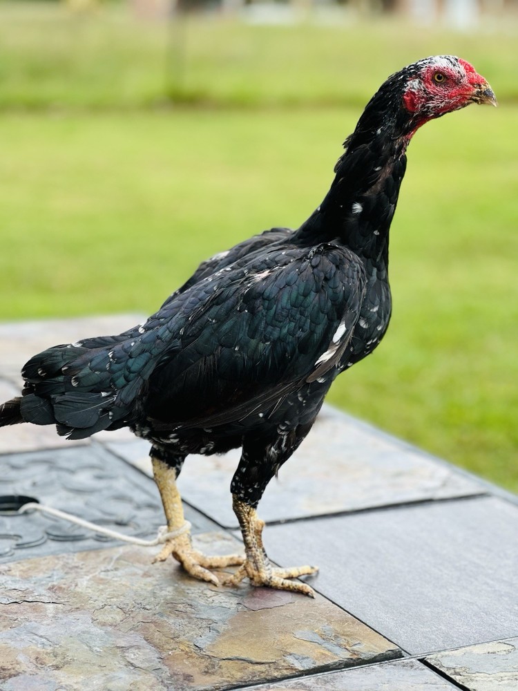 Thai Chicken Hatching eggs