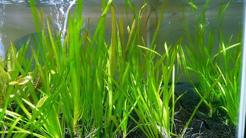 25 italian val plants