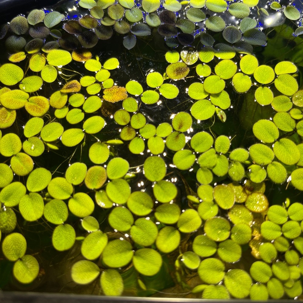 Salvinia Minima Easy Beginner Floating Plant