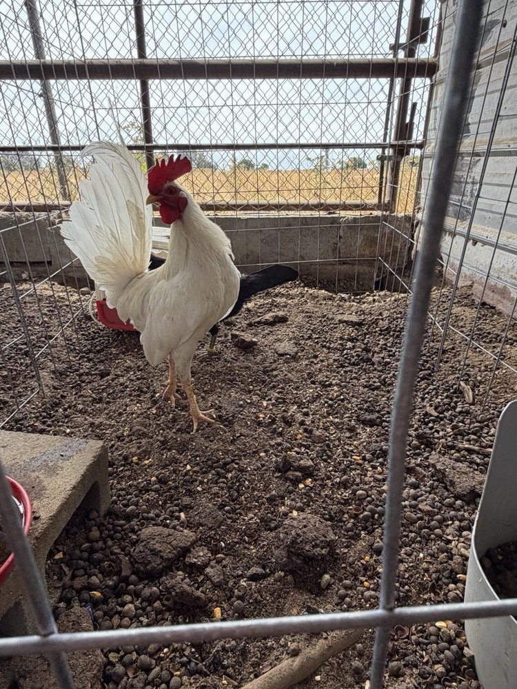 6 hatching eggs White & Black  kel-war