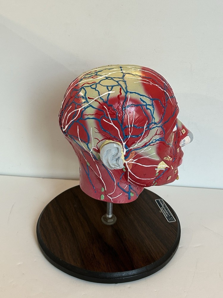 Bobbitt Laboratories Anatomical Half Head Model Removable Brain Vintage