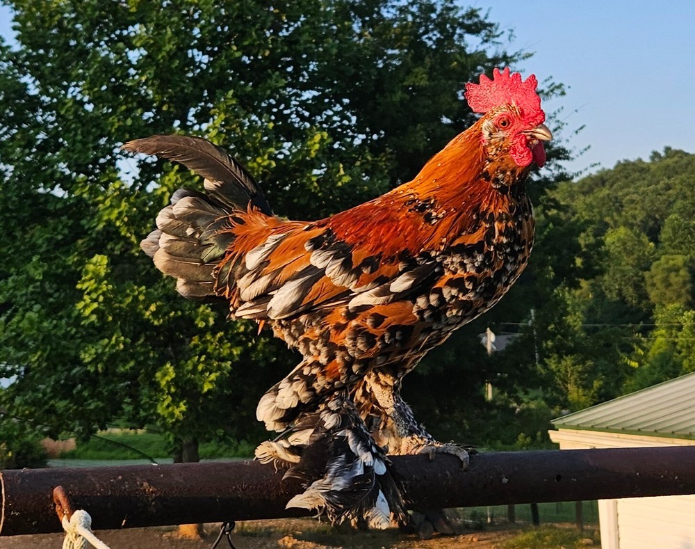 4 Mille Fleur D'Uccle Bantam Hatching Eggs