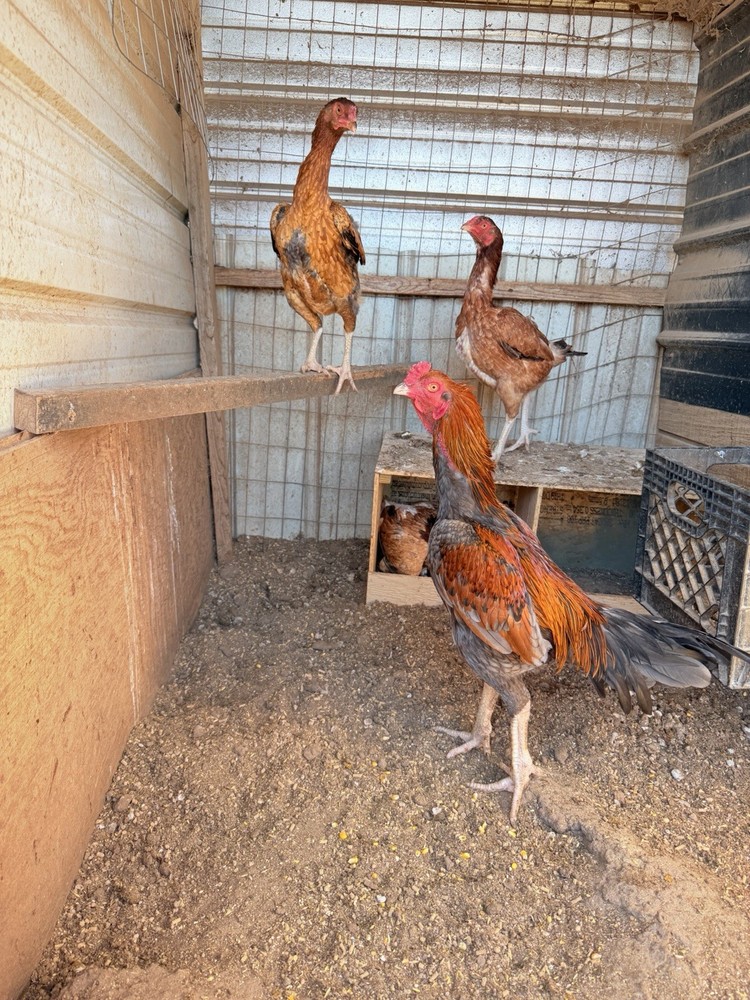 20g X Indian Chicken Hatching eggs