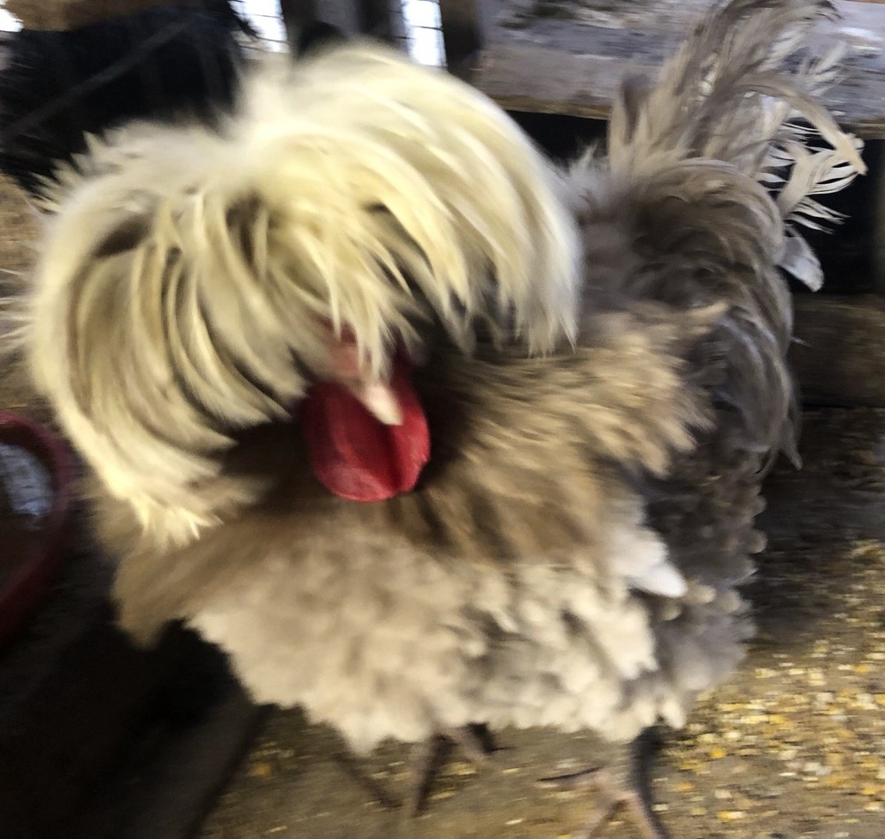 polish frizzle hatching eggs 15+ NPIP