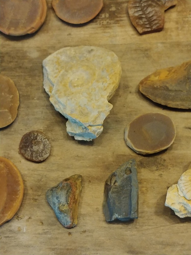 Fossil Lot 34 Total Pieces