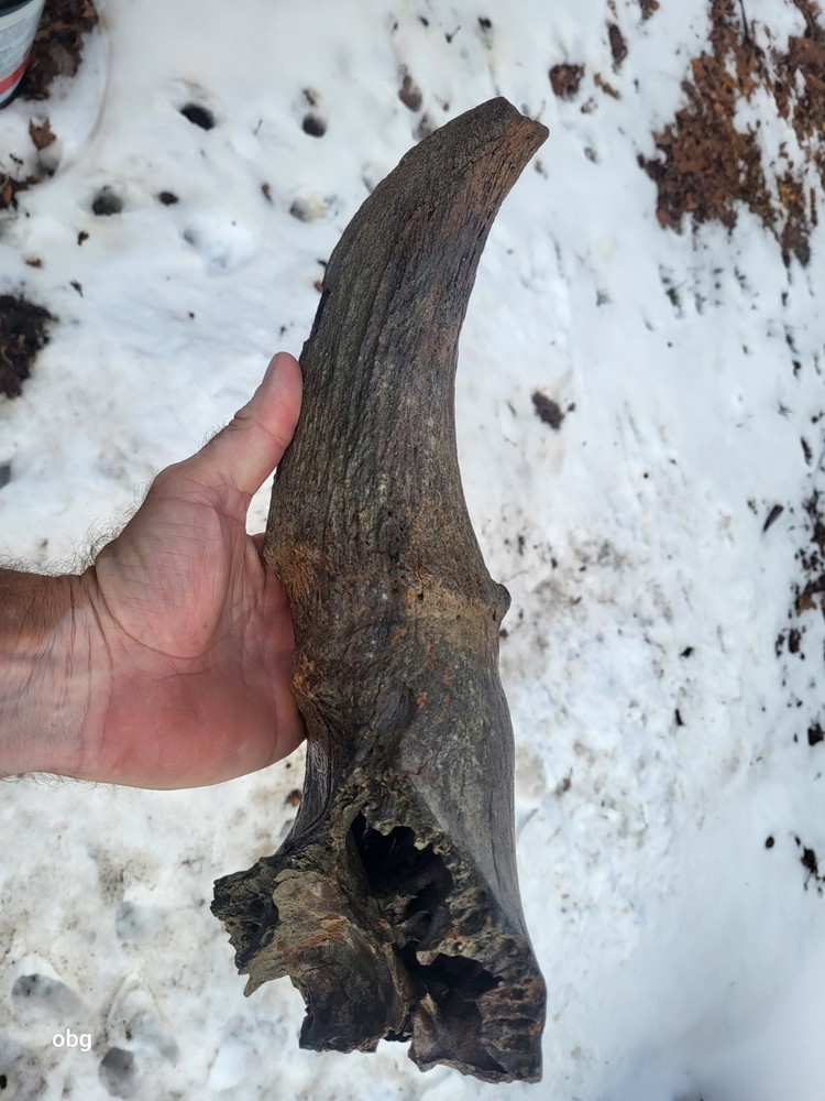 Historic Bison Horn Core Partial Skull river find