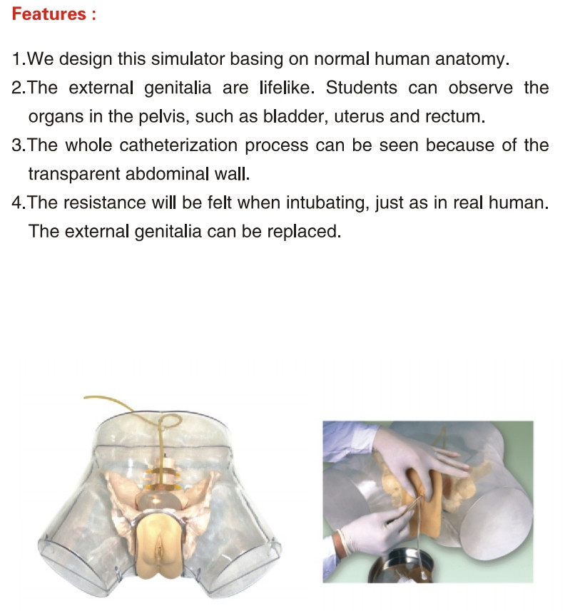 1:1 Human Female Transparent Catheterization Model Training Display Model