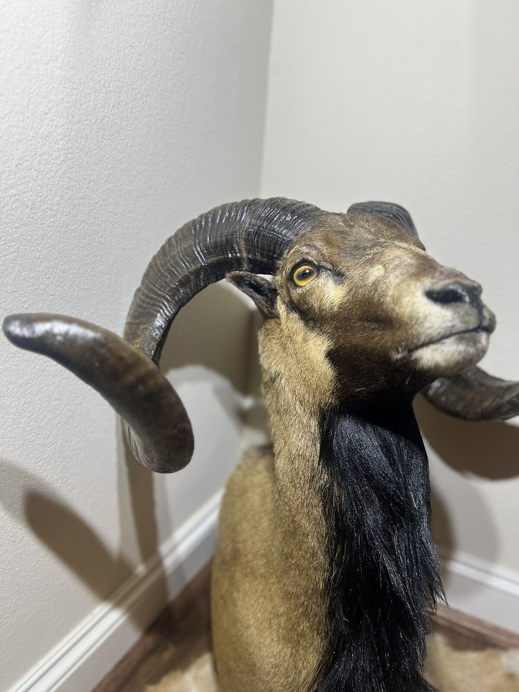Ram Mount & leg Taxidermy