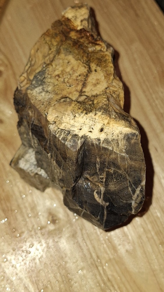 petrified wood log