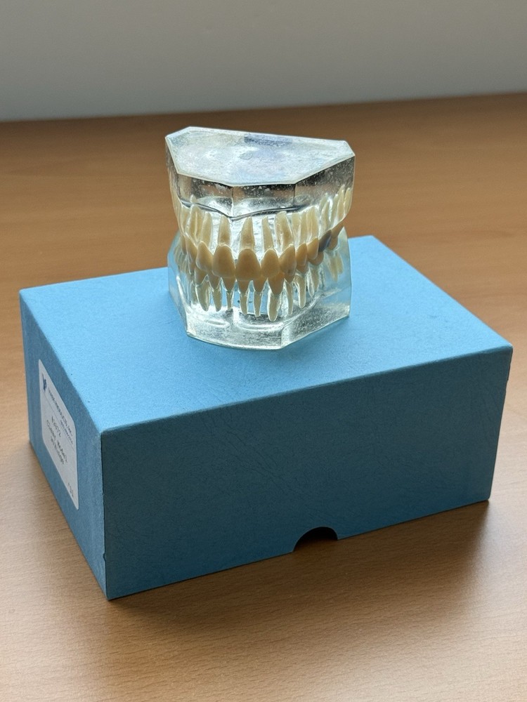 Viade Clear Teeth with Hinge Model - #2072