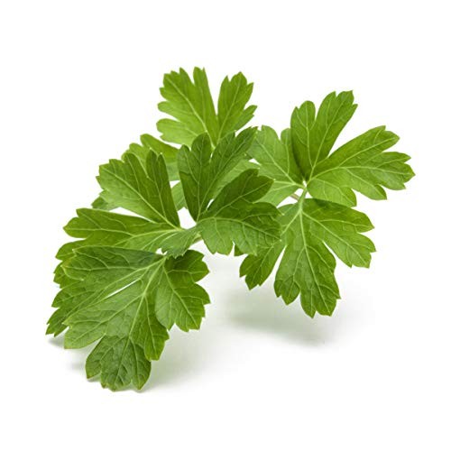 Smart Garden Plain Parsley Plant Pod (3-Pack) 3-pack