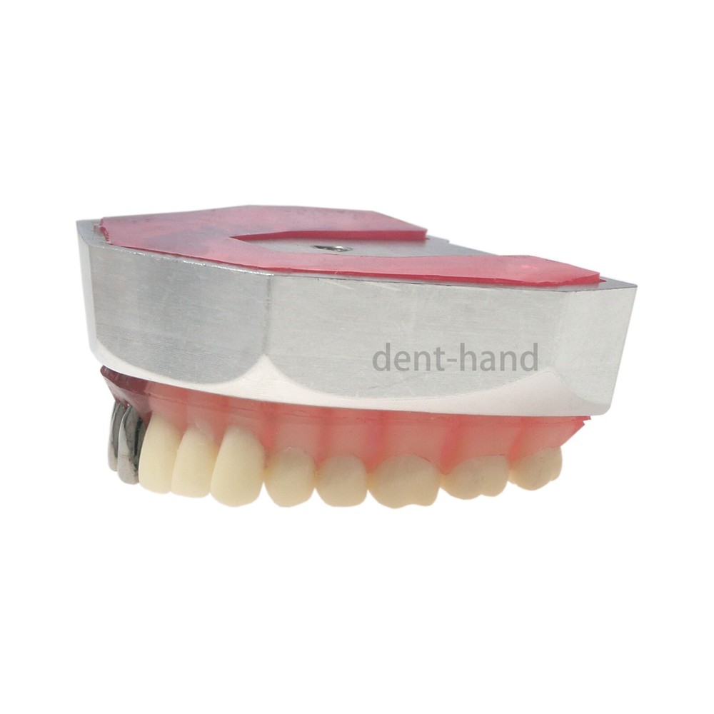 Dental Typodont Preparation Model Detachable 32Pcs Teeth for Training M8028