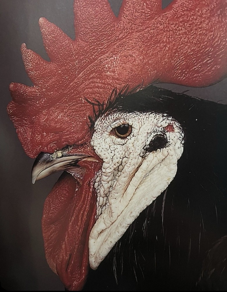 White Faced Black Spanish Hatching Eggs 6+ LF NPIP Certified