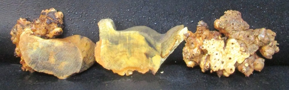 3pc Buckeye Burl slabs/cut offs #D558 assorted sizes
