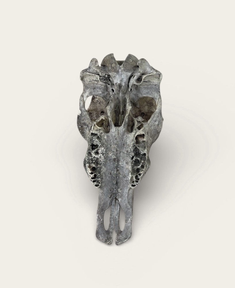 Real Cow Skull Authentic Western Decor Craft Man Cave Bones
