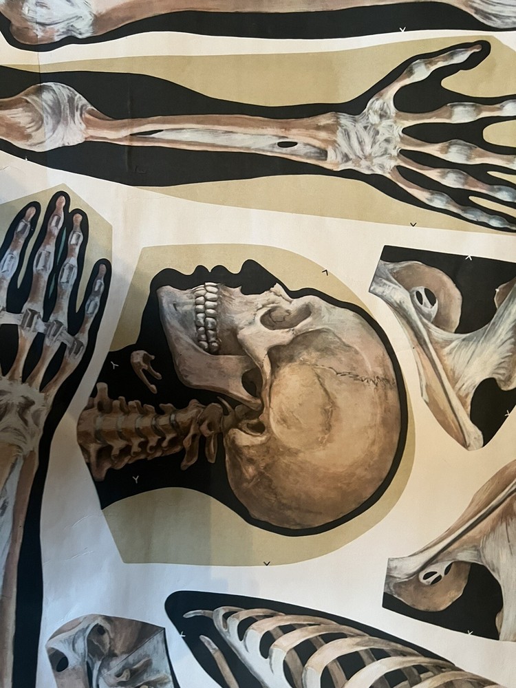 Pull Down Anatomical School Chart. Beautiful Colors! Original 1960s!