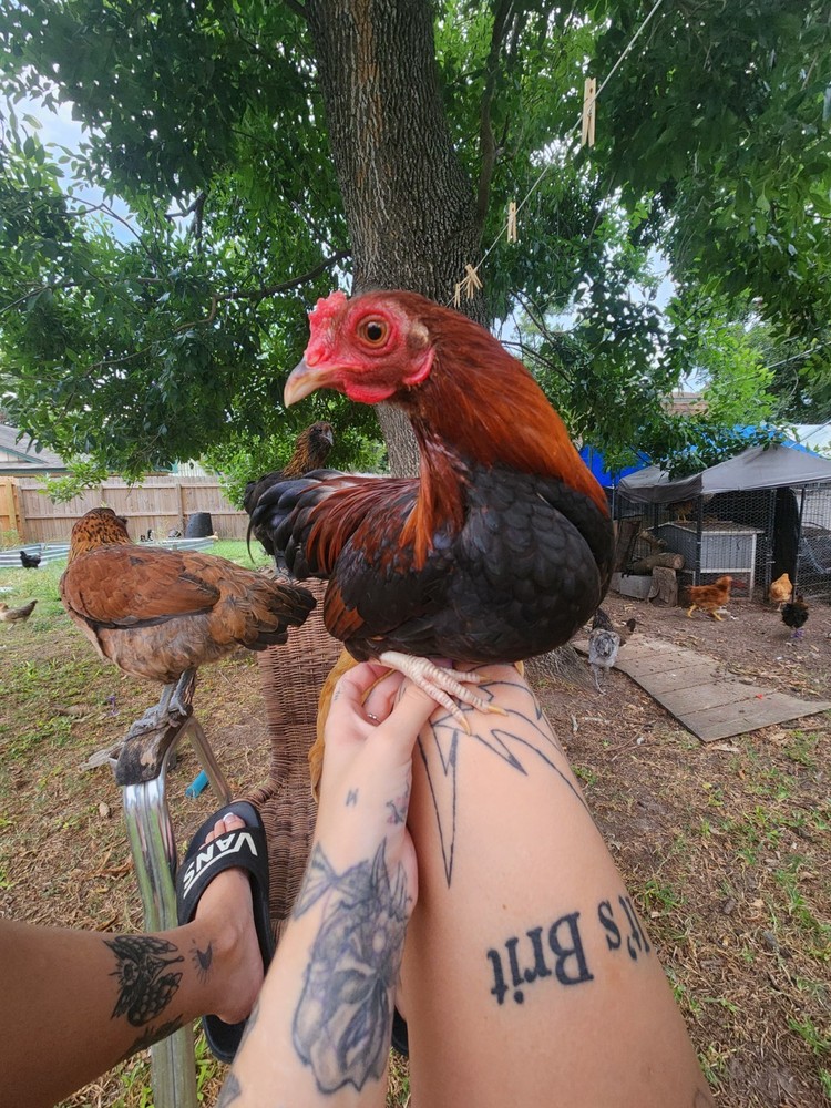 Bantam mystery egg Hatch 18 eggs