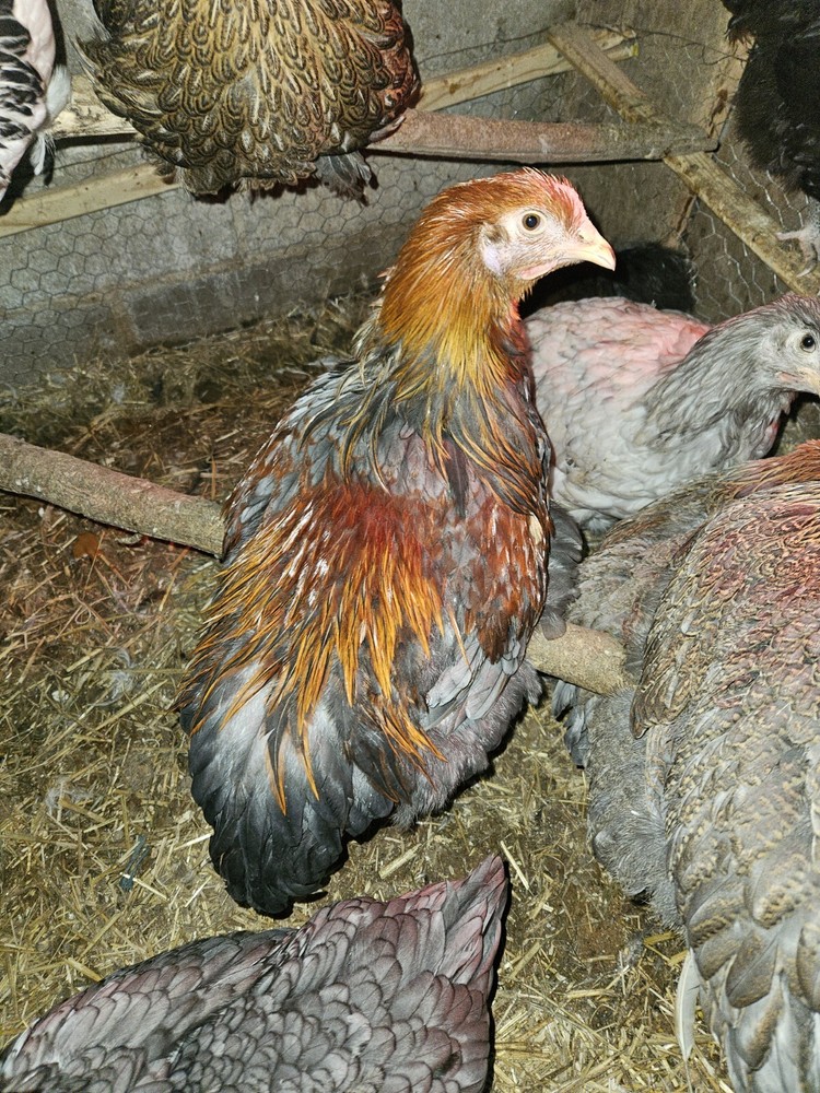 Brahma chicken hatching eggs (10 +2)
