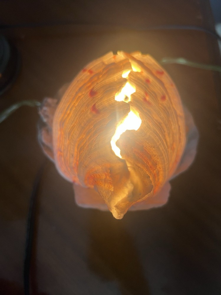 Clam Shell Lamp Accent Night Light