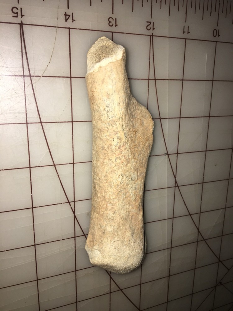 Fossilized Deer antler