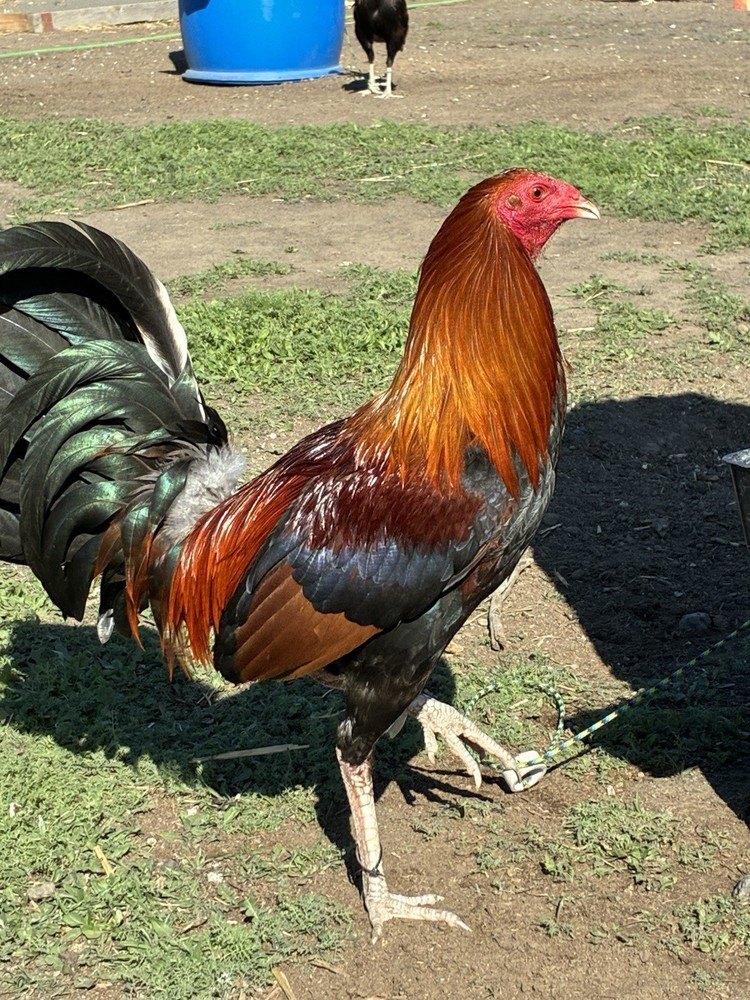 6+ Chicken Hatching Eggs