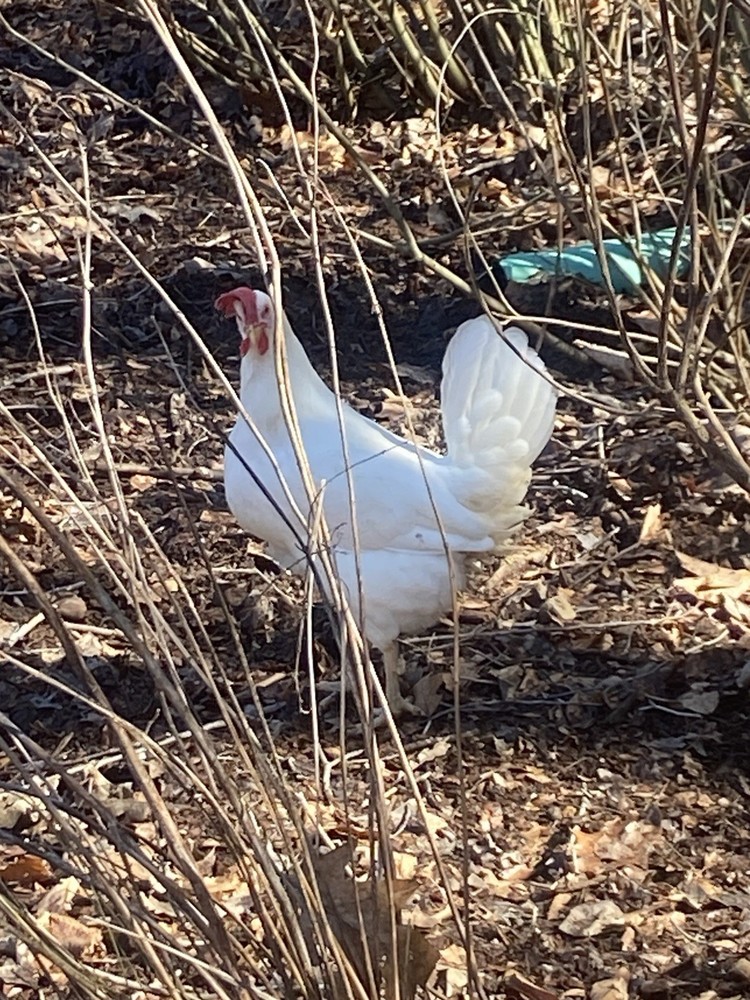 White Leghorn 12+ hatching eggs(Read Description)