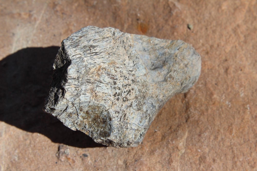 Dinosaur Bone, Lab Grade, Medium Bones, 2.5" to 3.25"
