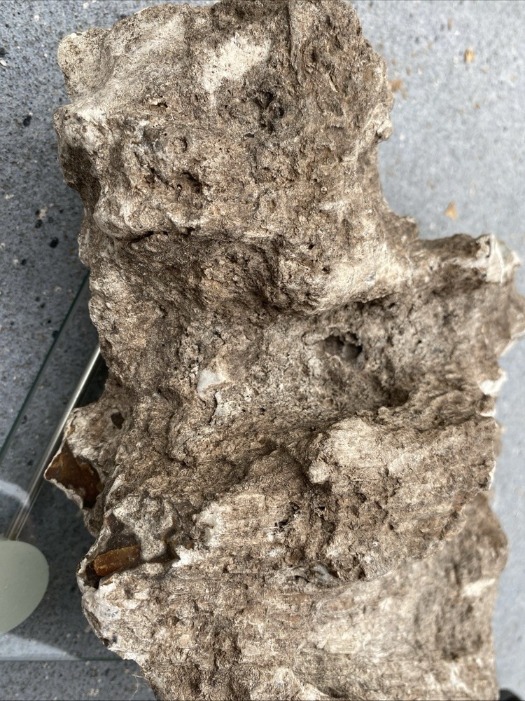 Petrified Wood Very Heavy Nice Definition