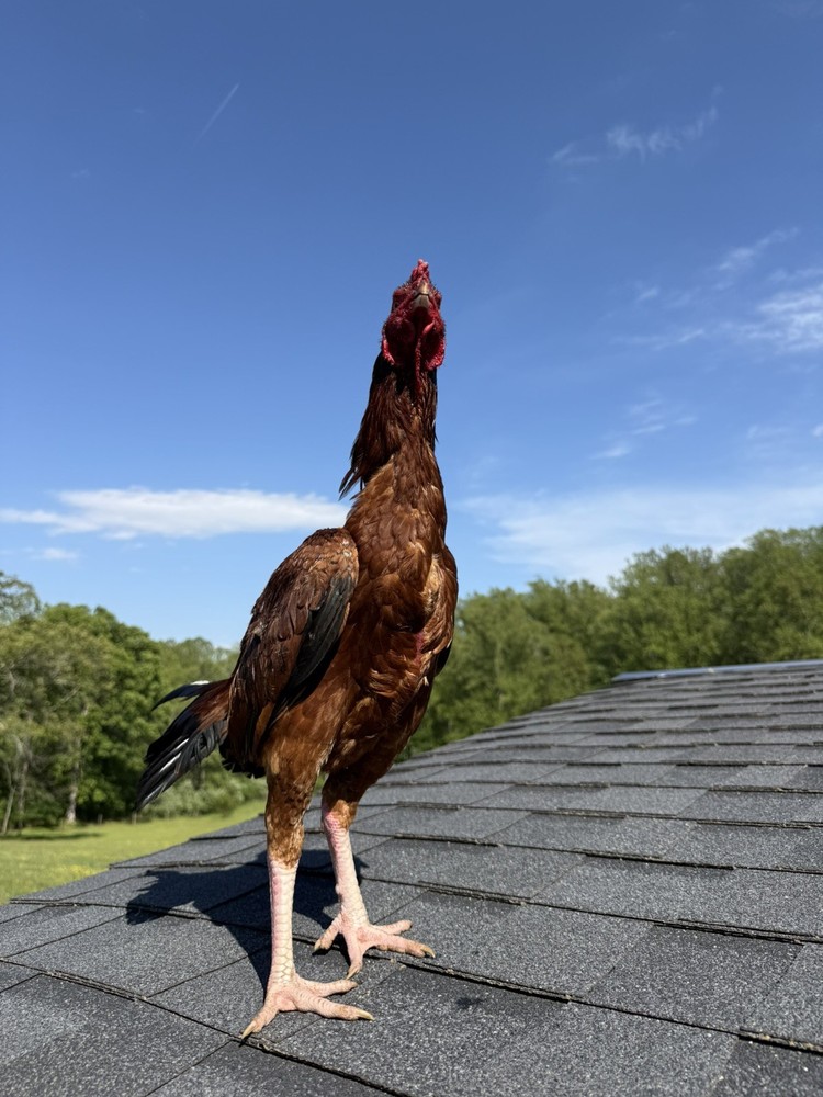 Farm Chicken has Indian/Pakistani Hatching Eggs