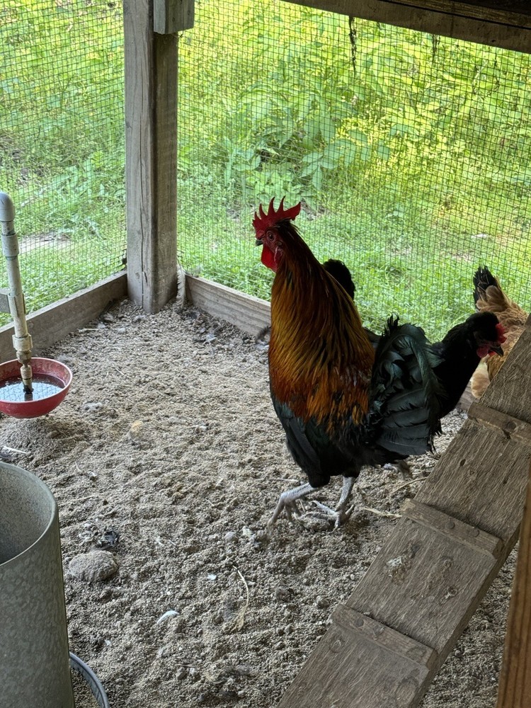8 Shetland Hen Hatching Eggs🏅🏅Very Rare🏅🏅