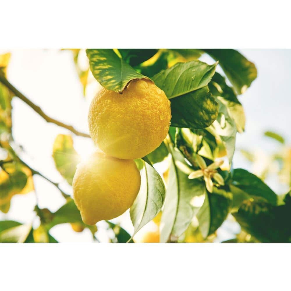 1 Gal. Improved Meyer Lemon Tree - Live Tropical, 1-Pack