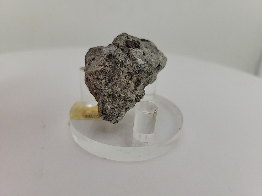 Full Dinosaur Fossil Skull Authentic