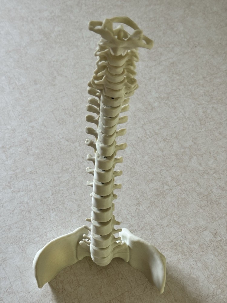 3D Printed Spine - Anatomically Correct Model