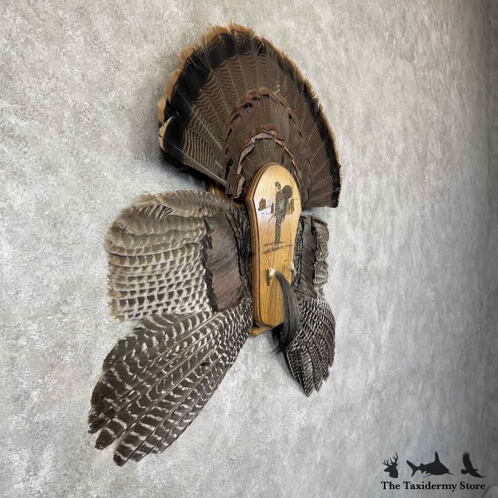 #30783 E | Eastern Wild Turkey Display Mount For Sale