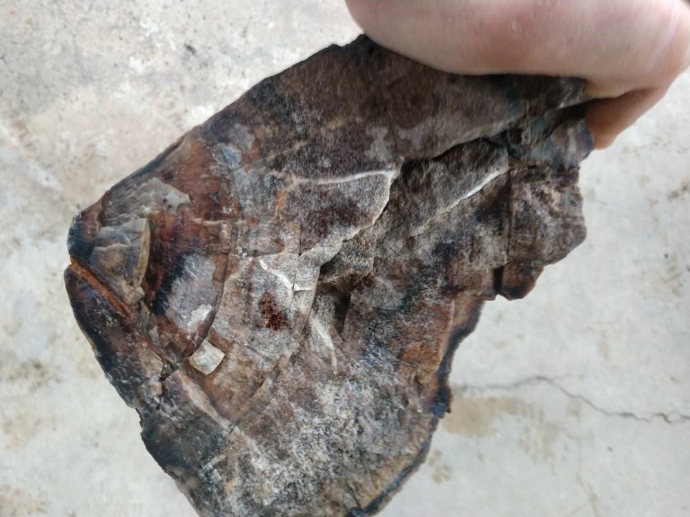 Beautiful 90lb. petrified/opalized/mineralized/agateized wood log