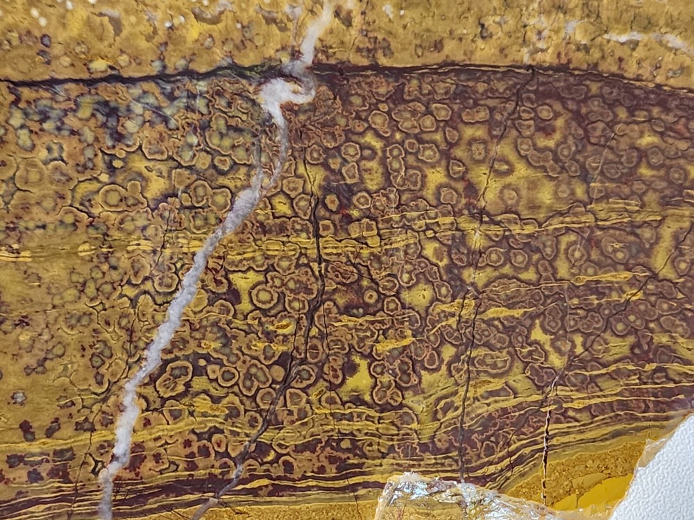 Orbicular Jasper Large Lapidary Slab