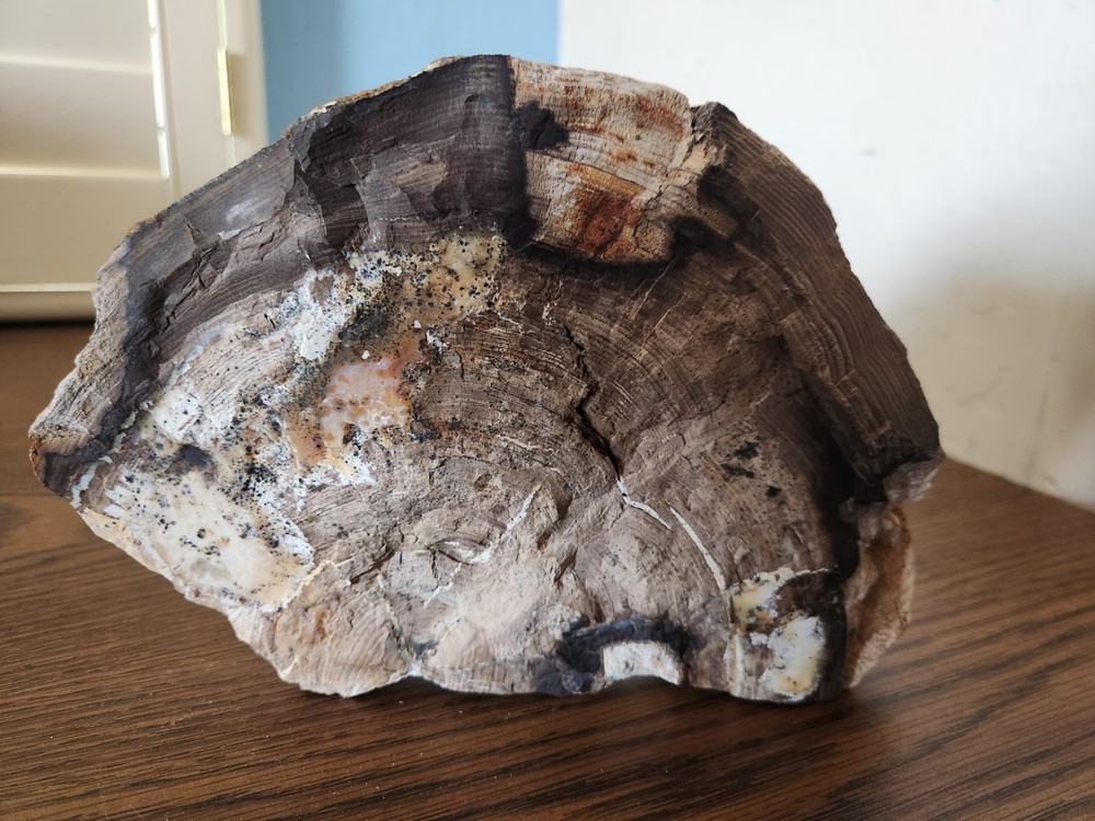 Petrified Wood Rough Cut Slab