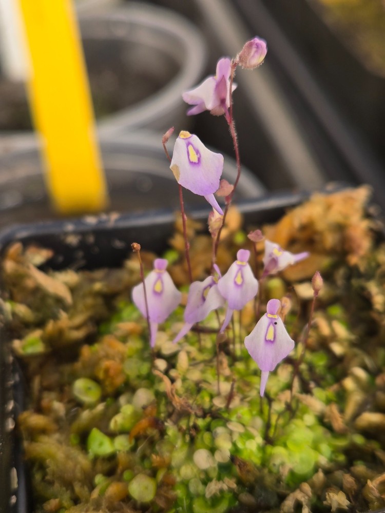 Uticularia pubescens Carnivorous Bladderwort