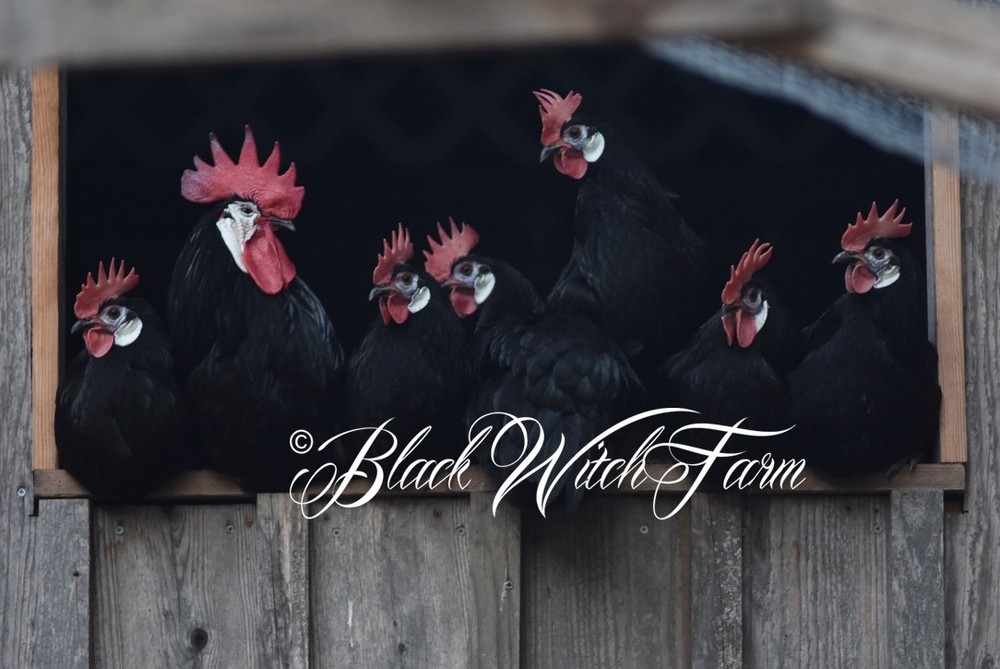 6+ White-Faced Hatching Eggs NPIP-Certified Critically Endangered