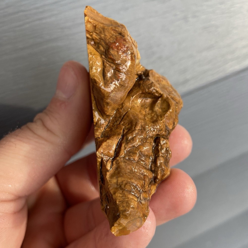 Custard Petrified Wood Rough 4.81 Oz