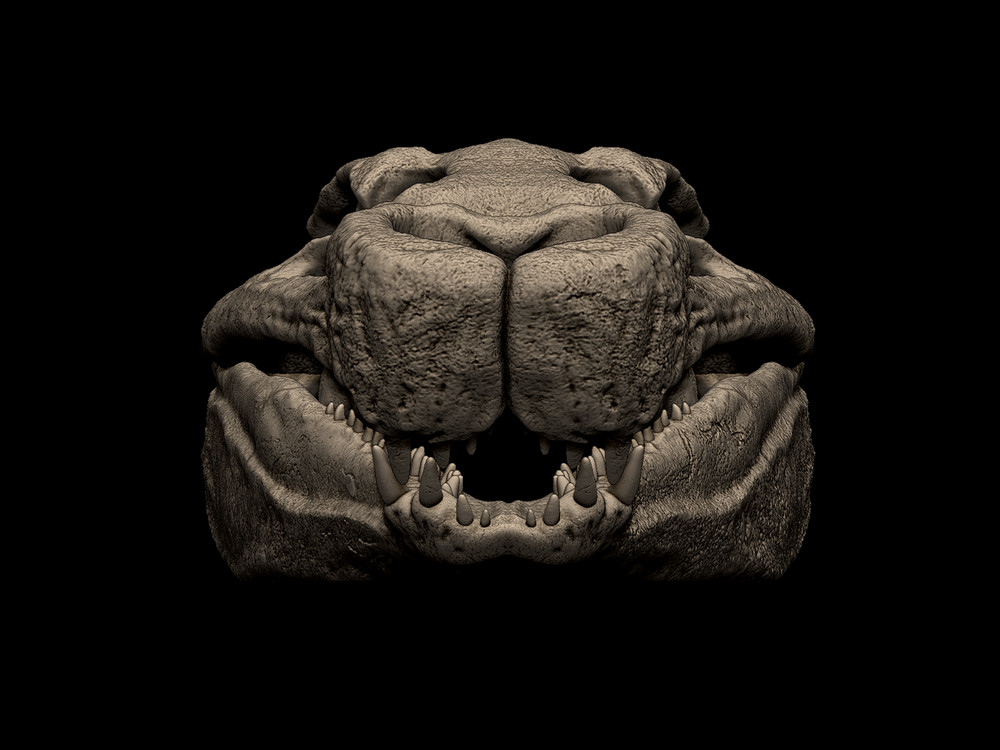 3d printed Sarcosuchus Skull head skull model dinosaur 1:1